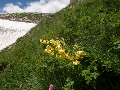 Lilium kesselringianum