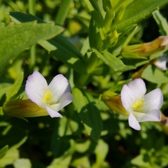 Gratiola officinalis