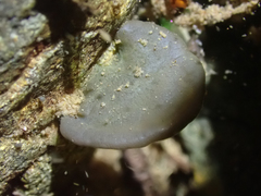 Nostocales
