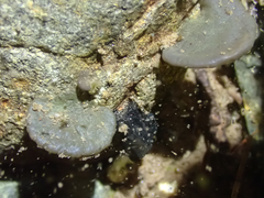 Nostocales