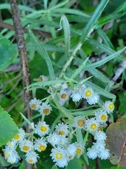 Anaphalis margaritacea