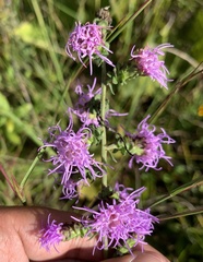Liatris squarrulosa
