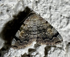 Idia americalis