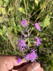 Liatris squarrulosa