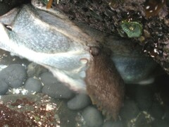 Enteroctopus dofleini