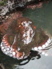 Enteroctopus dofleini