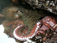 Enteroctopus dofleini