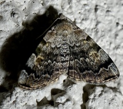 Idia americalis