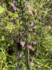 Liatris squarrulosa