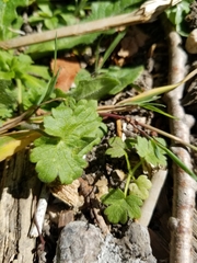 Geranium molle