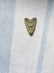 Hypenodes fractilinea