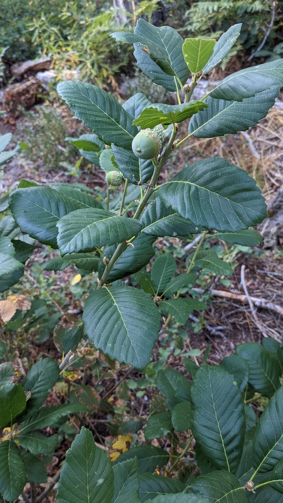Ponticae