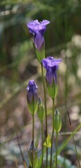 Gentianopsis crinita