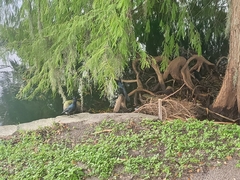 Quiscalus major westoni