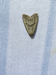 Hypenodes fractilinea