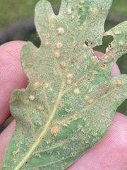 Neuroterus quercusverrucarum