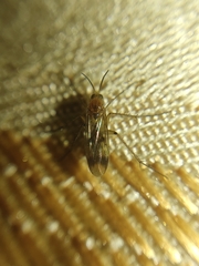 Mycetophilidae