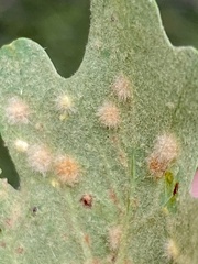 Neuroterus quercusverrucarum