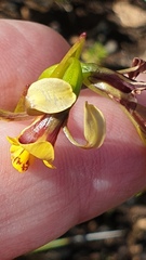 Diuris palustris