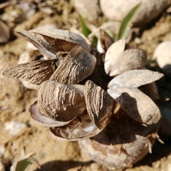 Dreissena polymorpha