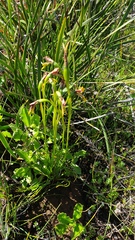 Diuris palustris