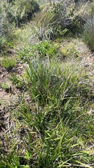 Diuris palustris