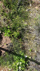 Diuris palustris