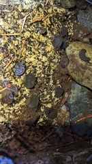 Nostocales