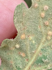 Neuroterus quercusverrucarum