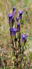 Gentianopsis crinita