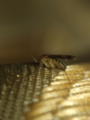Mycetophilidae