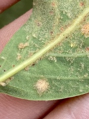 Neuroterus quercusverrucarum