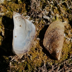 Dreissena polymorpha