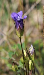 Gentianopsis crinita