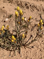 Waitzia acuminata acuminata