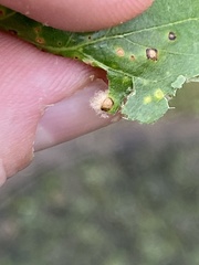 Neuroterus quercusverrucarum