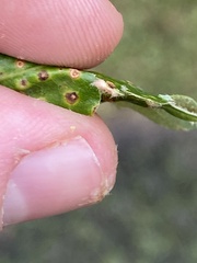 Neuroterus quercusverrucarum