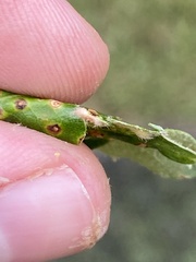 Neuroterus quercusverrucarum