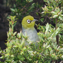 Zosterops lateralis