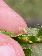 Neuroterus quercusverrucarum