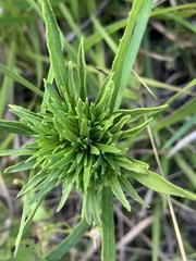 Rhopalomyia solidaginis