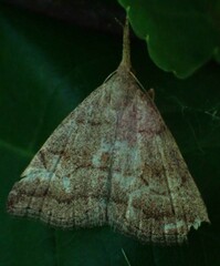 Phalaenostola metonalis