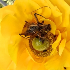 Pristhesancus plagipennis