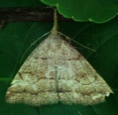 Phalaenostola metonalis