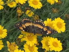Chlosyne californica