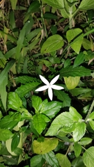 Hippobroma longiflora