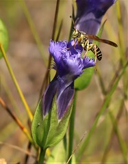 Gentianopsis crinita