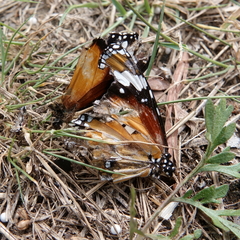 Danaus petilia