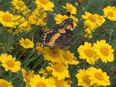 Chlosyne californica