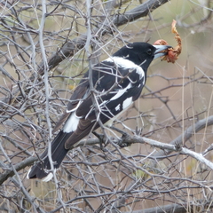 Cracticus nigrogularis
